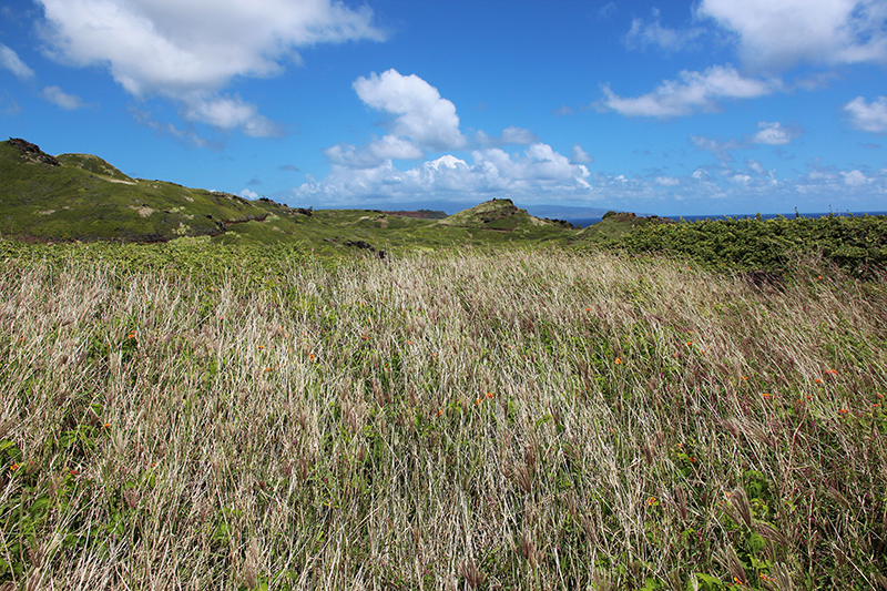 Papanalahoa Point - Ohai Trail