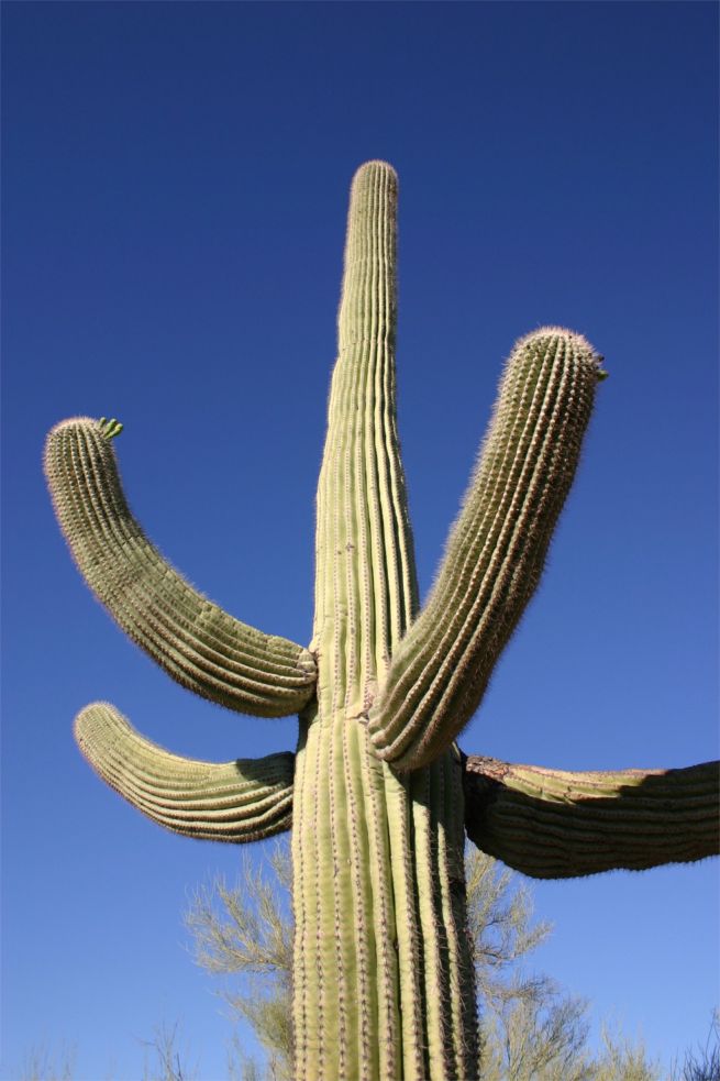 Organ Pipe Cactus National Monument