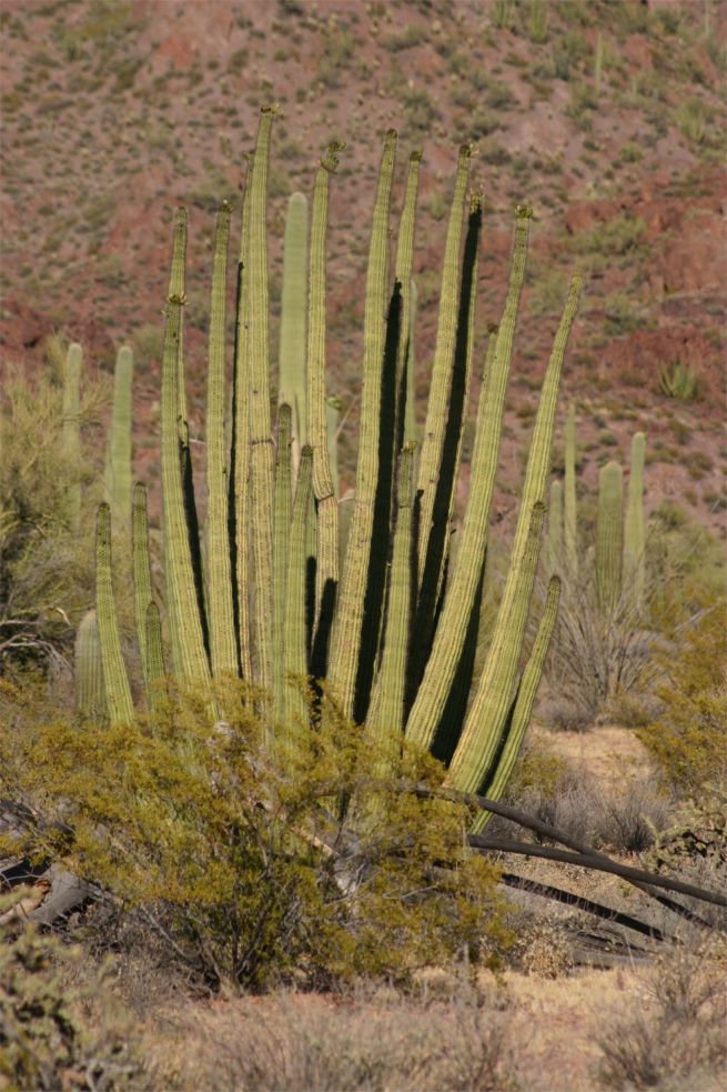 Organ Pipe Cactus National Monument