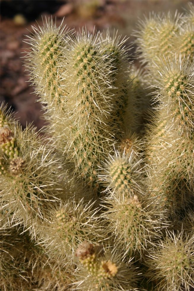 Organ Pipe Cactus National Monument