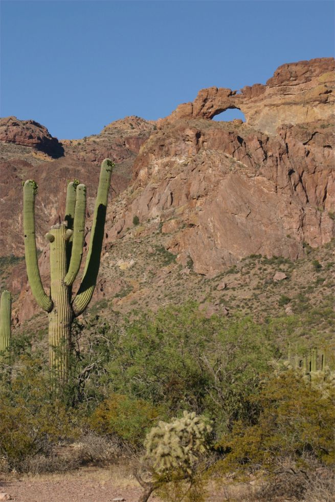 Organ Pipe Cactus National Monument