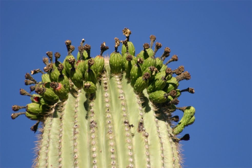 Organ Pipe Cactus National Monument