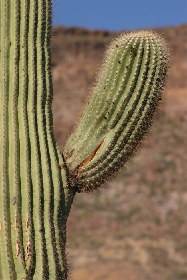 Organ Pipe Cactus National Monument