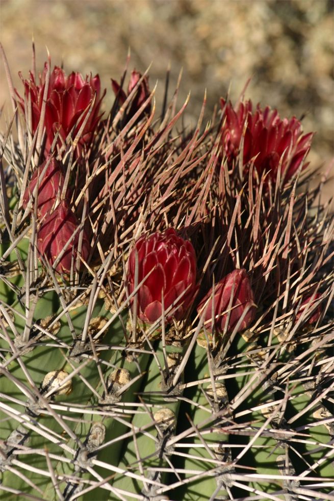 Organ Pipe Cactus National Monument