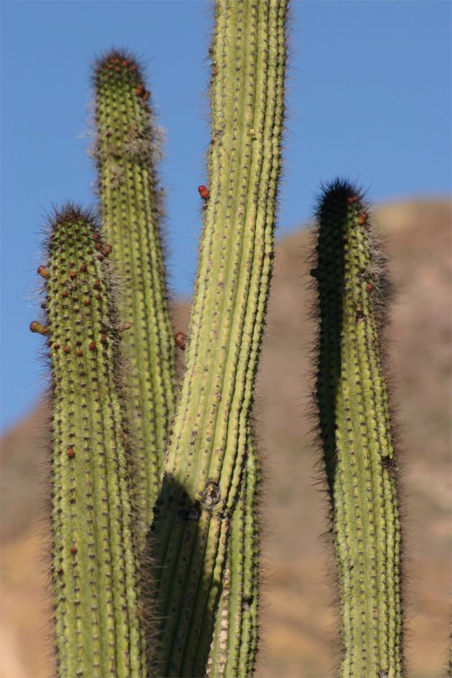 Organ Pipe Cactus National Monument