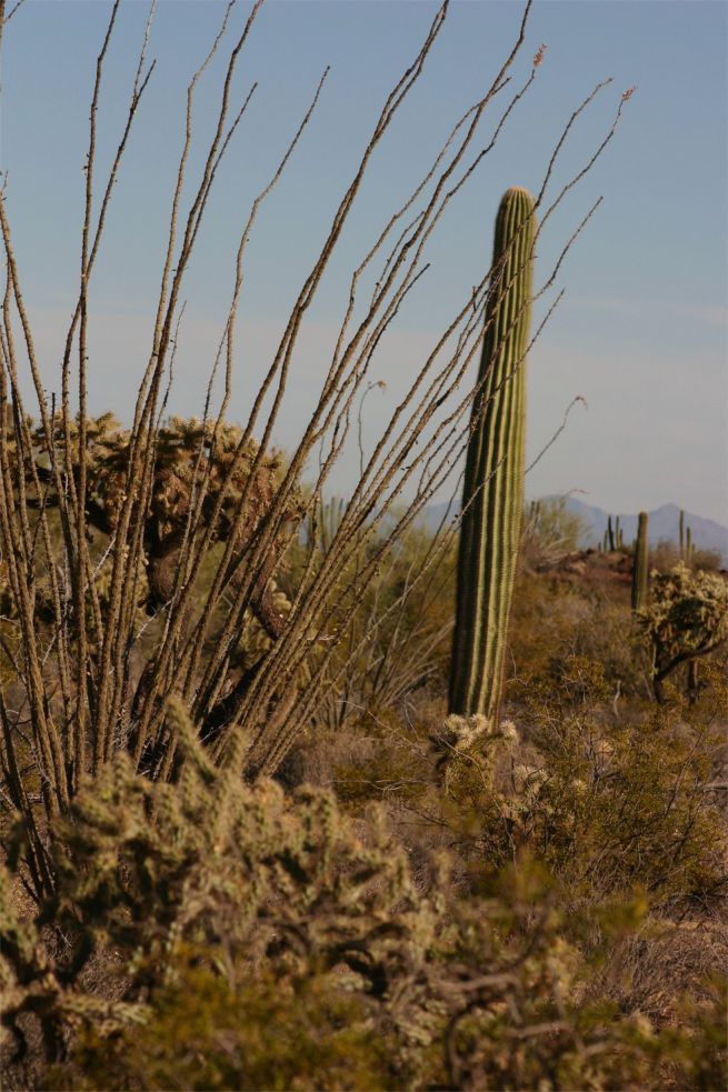 Organ Pipe Cactus National Monument