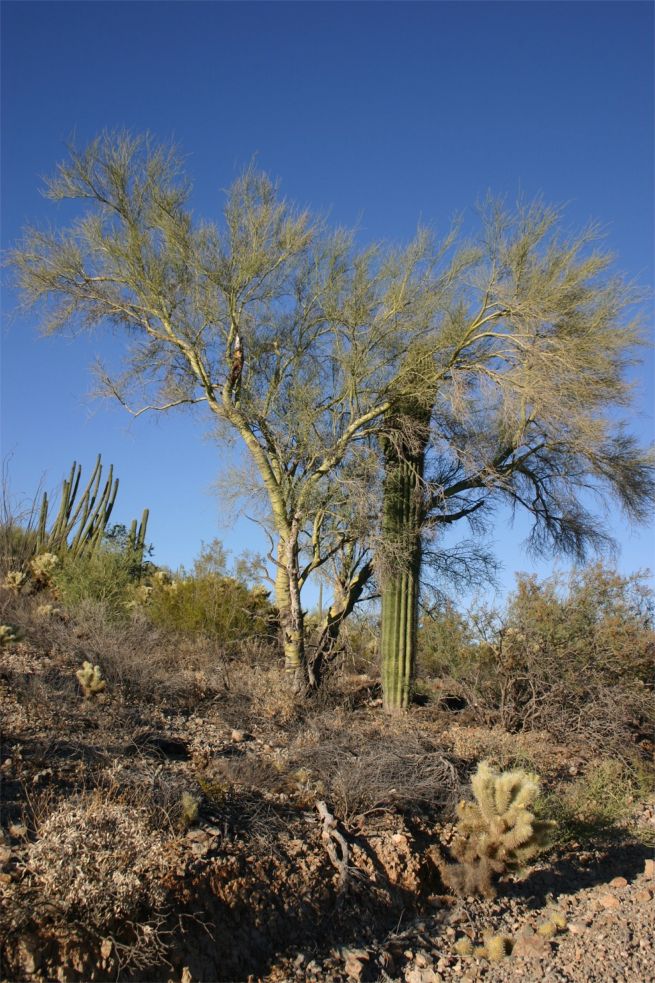 Organ Pipe Cactus National Monument