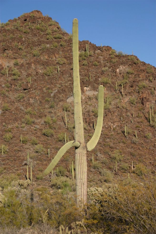 Organ Pipe Cactus National Monument