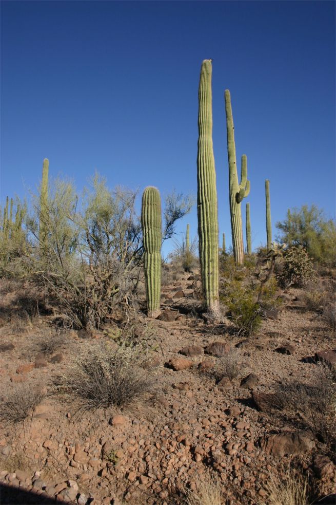 Organ Pipe Cactus National Monument