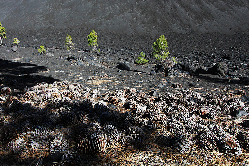 Cinder Cone und Painted Dunes Fantastic Lava Beds [Lassen Volcanic National Park]