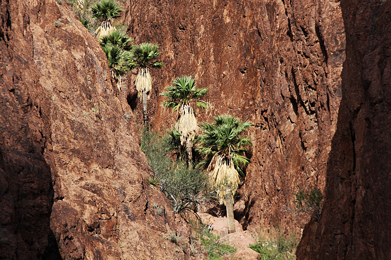 Palm Canyon