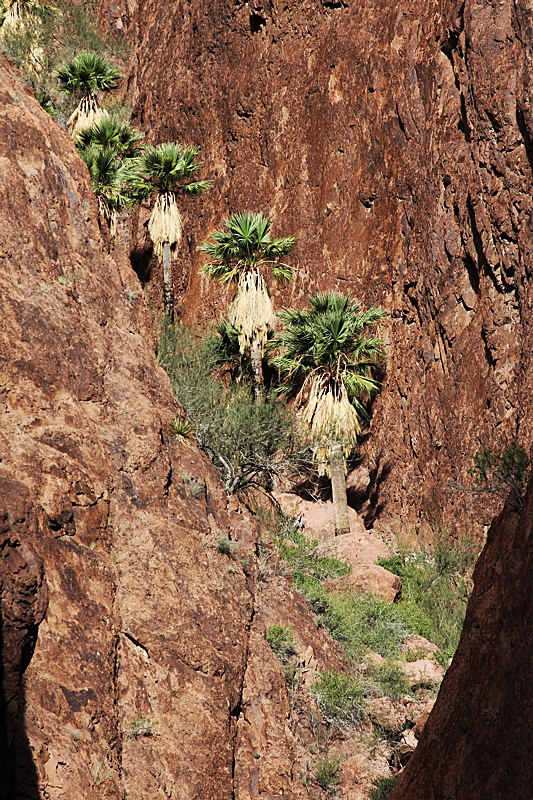 Palm Canyon