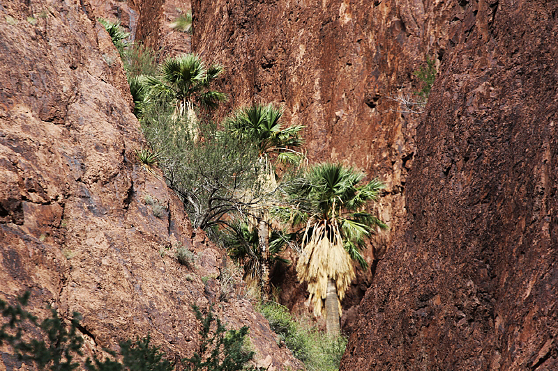 Palm Canyon