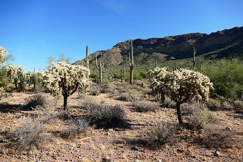 Pass Mountain Trail [Usery Mountain Regional Park]