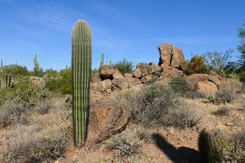 Pass Mountain Trail [Goldfield Mountains]