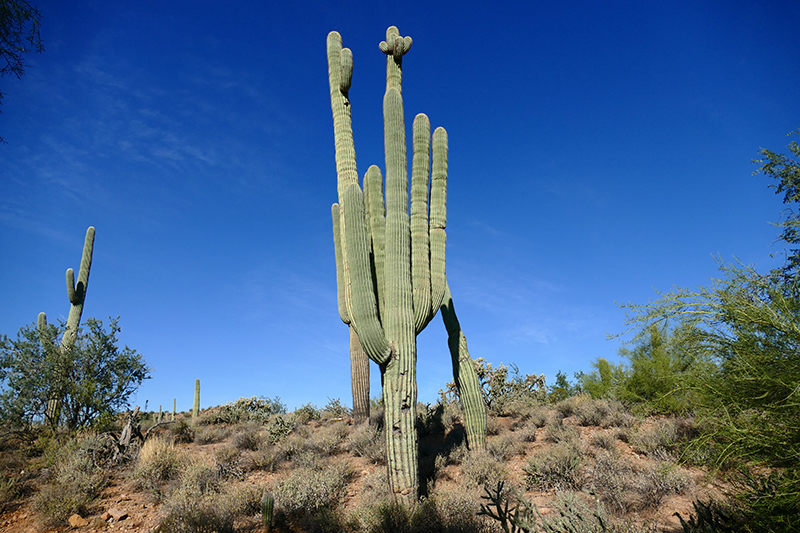 Pass Mountain Trail [Goldfield Mountains]