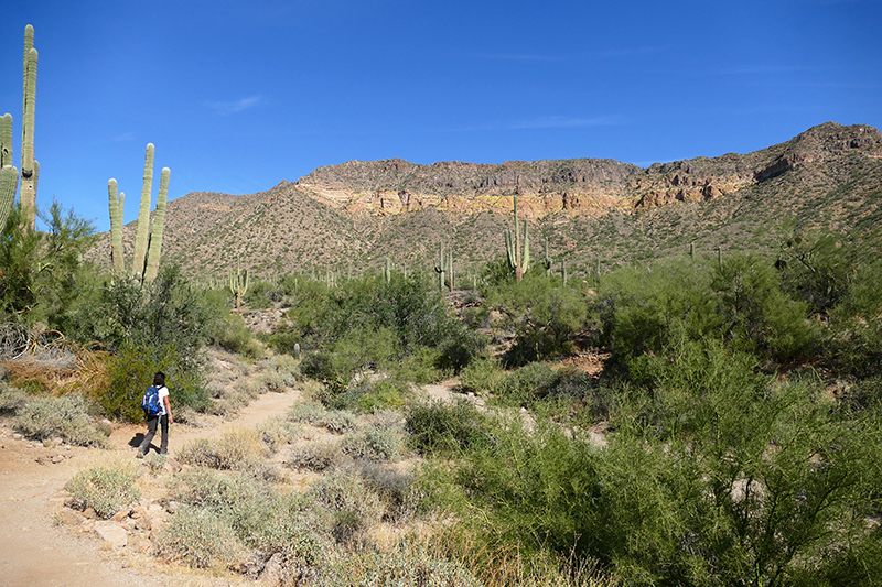 Pass Mountain Trail [Goldfield Mountains]