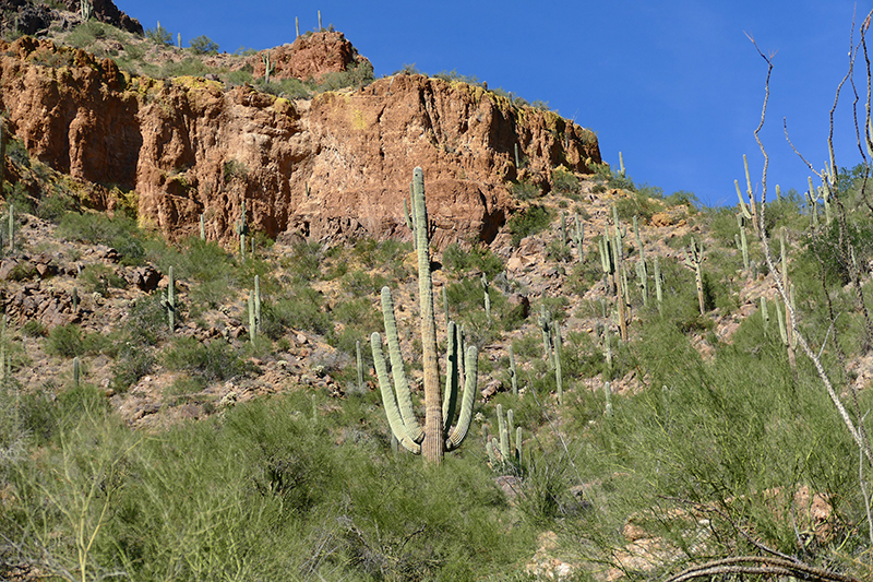 Pass Mountain Trail [Goldfield Mountains]