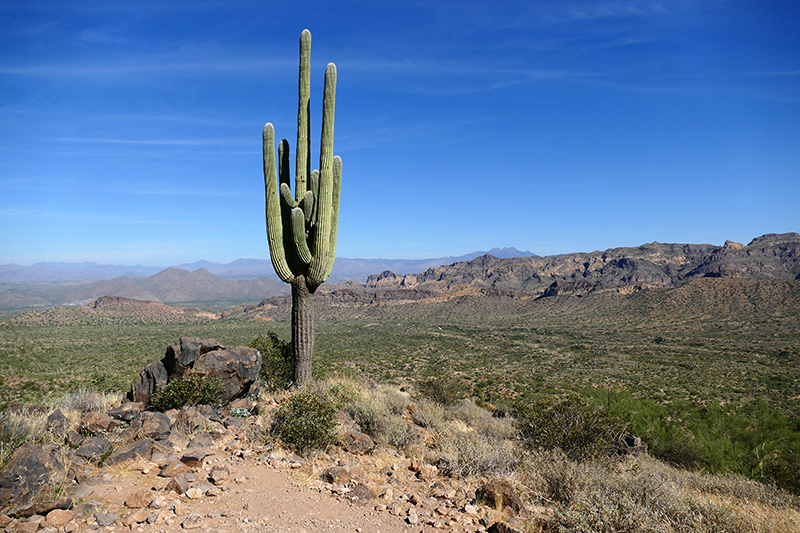 Pass Mountain Trail [Goldfield Mountains]