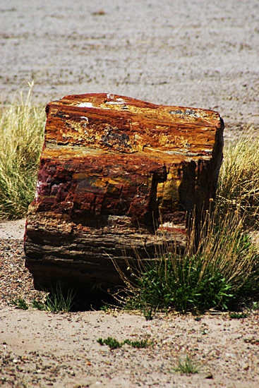 Petrified Forest National Park