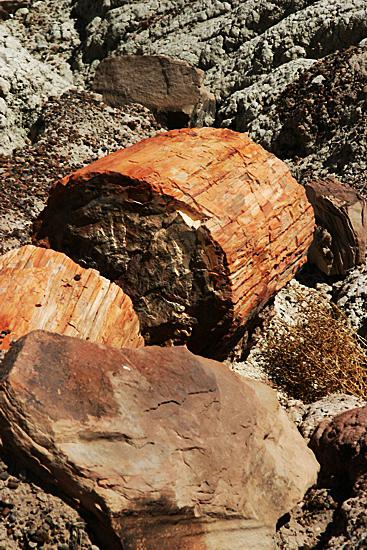 Petrified Forest National Park