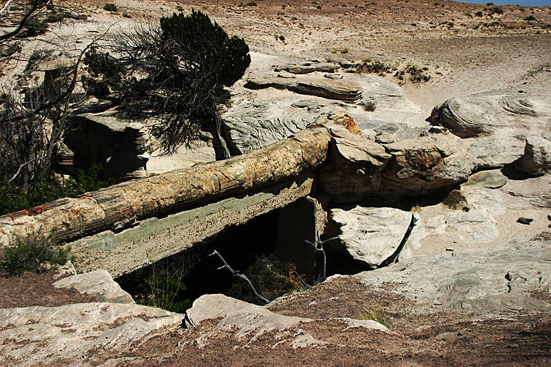 Petrified Forest National Park