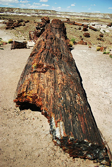 Petrified Forest National Park