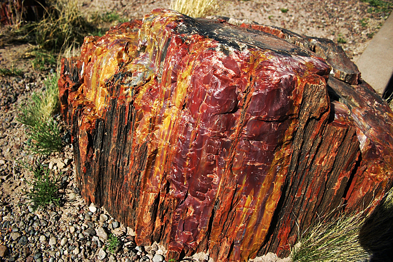 Petrified Forest National Park