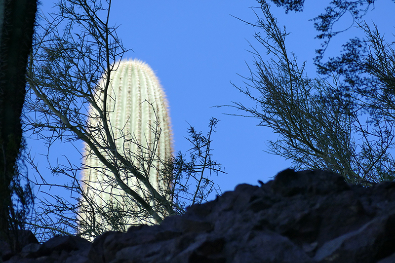 Picacho Peak State Park