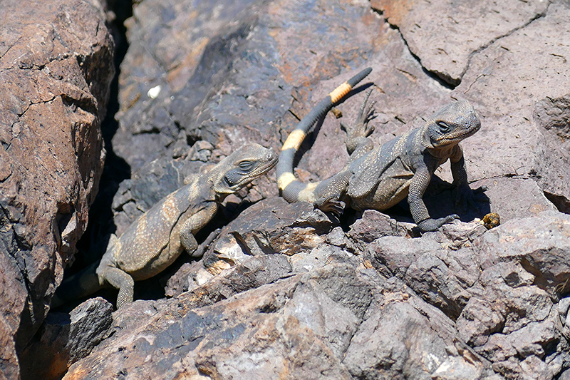 Picacho Peak - Hunter Trail [Picacho Peak State Park]