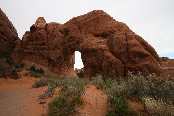 Pine Tree Arch