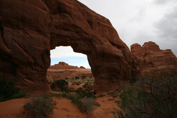 Pine Tree Arch