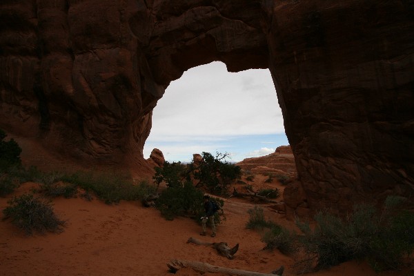 Pine Tree Arch