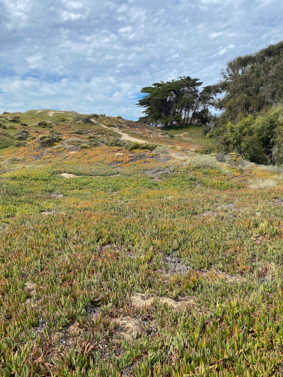 Coastal Access Trail [Pismo Beach]