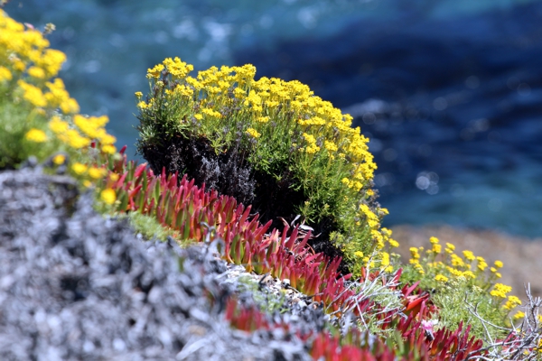 Point Lobos State Reserve