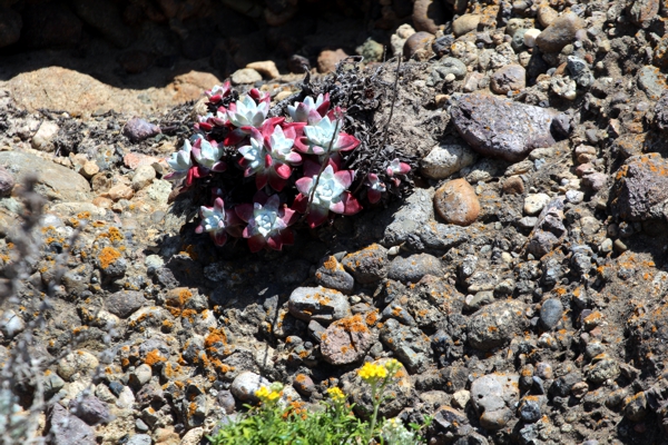 Point Lobos State Reserve