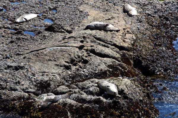 Point Lobos State Reserve