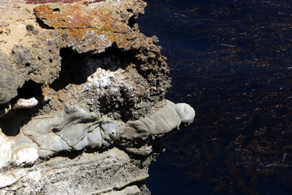 Point Lobos State Reserve