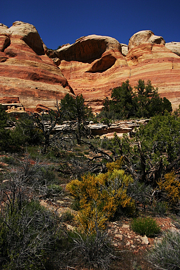 Arches of Rattlesnake Canyon