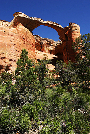 Arches of Rattlesnake Canyon