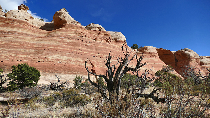 Arches of Rattlesnake Canyon