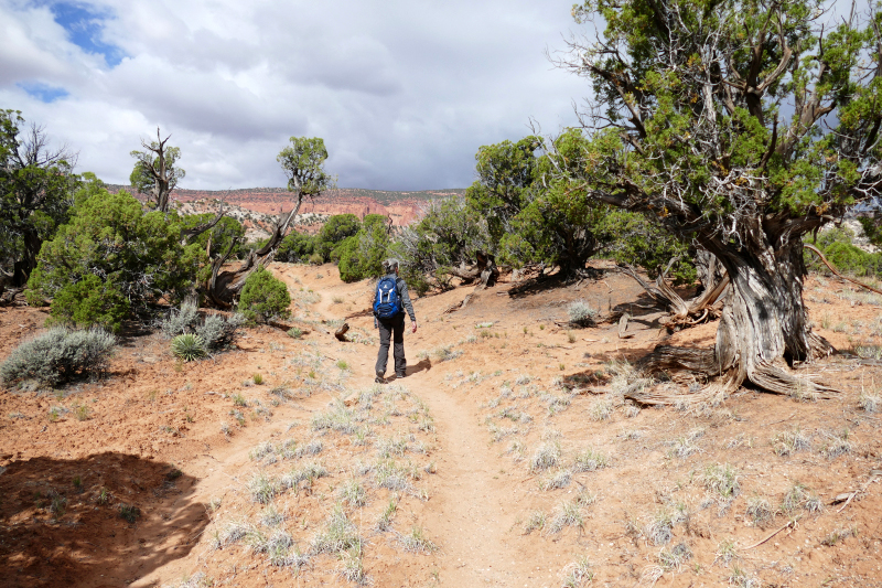 Red Canyon Hiking Route [Capitol Reef National Park]