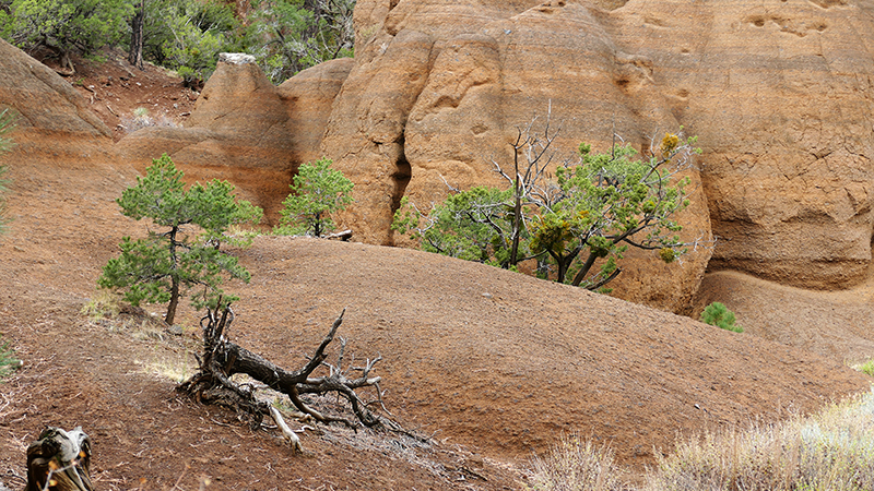 Red Mountain [Coconino National Forest]