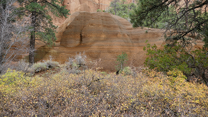 Red Mountain [Coconino National Forest]