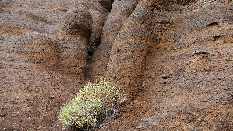 Red Mountain [Coconino National Forest]