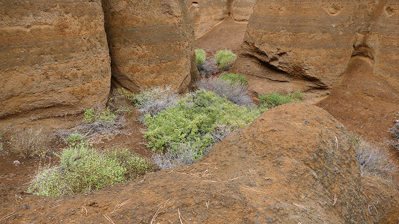 Red Mountain [Coconino National Forest]