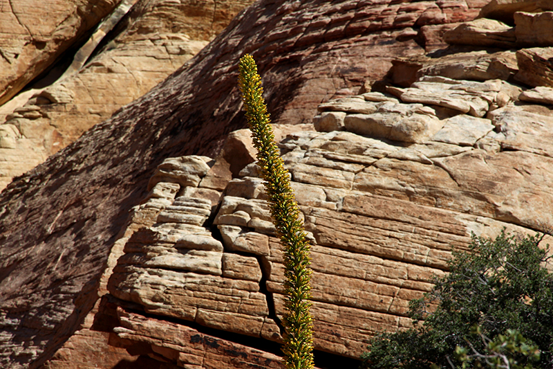 Red Rock Canyon Las Vegas