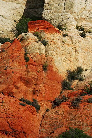 Red Top Cottonwood Canyon