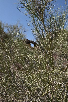 Royal Ring Arch [Little Horn Mountains]