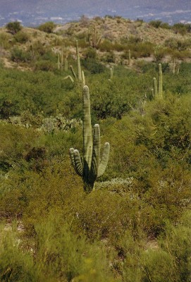 Saguaro National Park